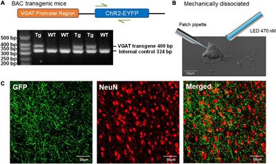 Amitriptyline Decreases GABAergic Transmission in Basal Forebrain Neurons Using an Optogenetic Model of Aging